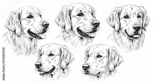 Collection of Five Detailed Black and White Pencil Sketches of Golden Retriever Dog Portraits