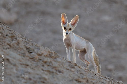 Arabian Red Fox in Kuwait Desert