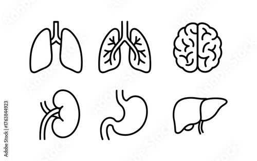Simple outline icons of human organs including lungs, brain, kidneys, stomach, and liver