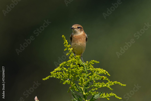 草の上まで登ったノビタキ