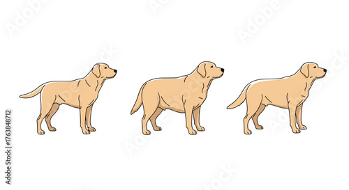 Three golden Labrador retrievers standing side by side in a row.