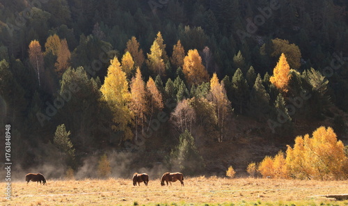 Horse in the moutains