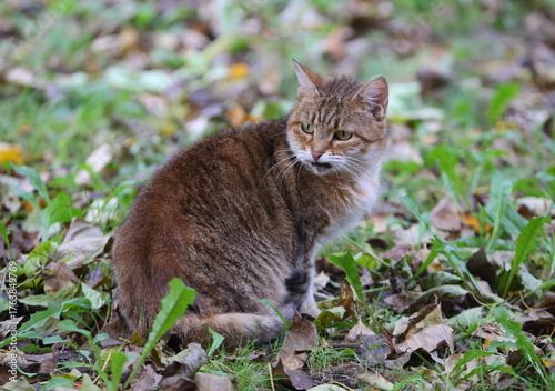 A reddish-gray green-eyed tabby cat sits in the autumn grass