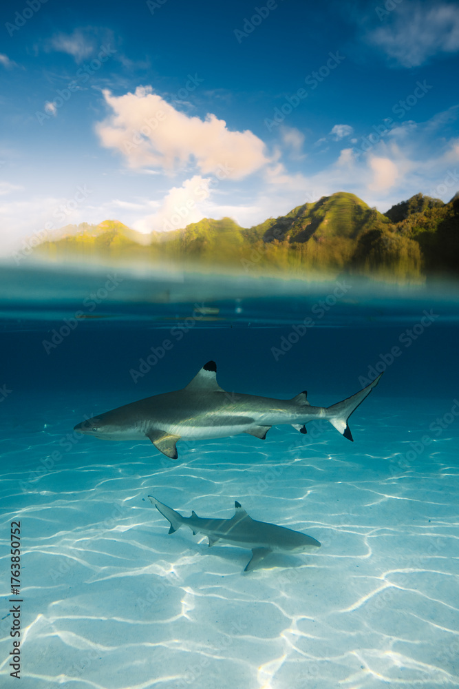 Fototapeta premium Tiburón de punta negra nada en las cristalinas aguas del Océano Pacífico