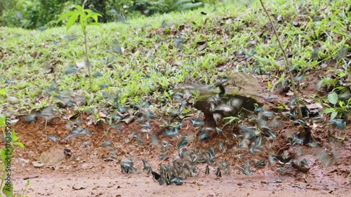 A group of beautiful colorful butterflies perch and sucking eat food and mineral water from floor outdoors in natural forest. Beauty in nature of butterfly species of Asian flying in a national park. 