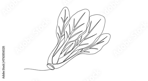 Hand-drawn illustration of leafy vegetable on white background  