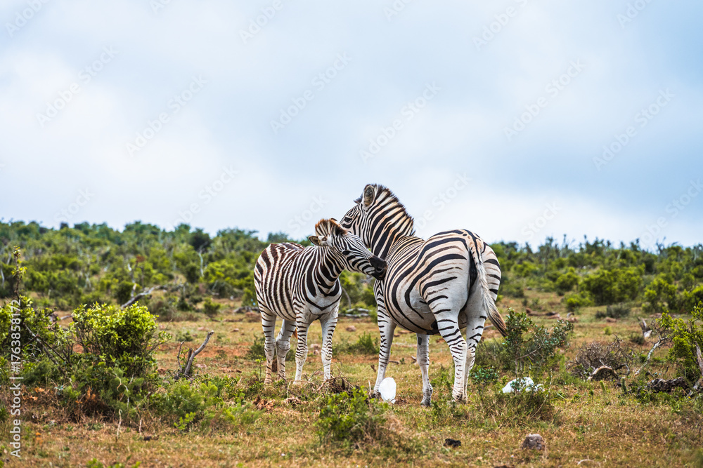 Naklejka premium Zebras in the Addo Elephant National Park in South Africa