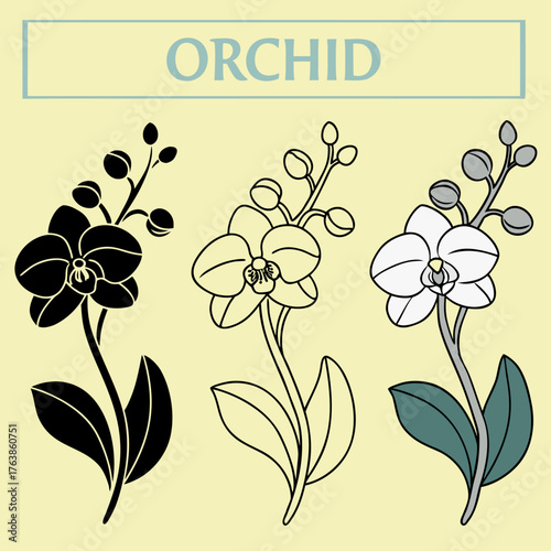 Elegant Orchid Flower Vector Illustration in Three Different Styles