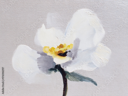 white orchid on black background