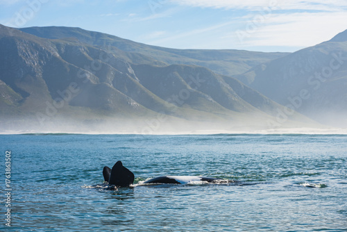Whales in Hermanus Bay, South Africa.