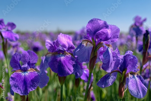 Fototapeta Naklejka Na Ścianę i Meble -  Vibrant photo of purple irises blooming in a field under a clear blue sky