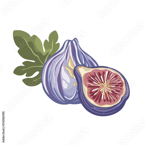 Juicy fig fruit bright hand drawn