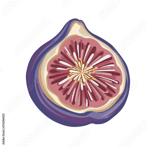 Half a fig, bright hand-drawn