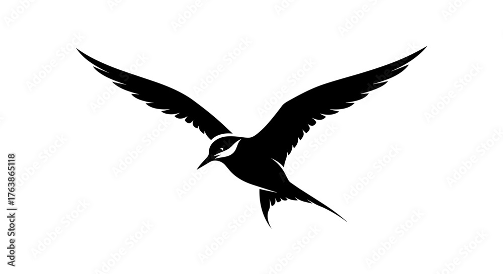 Obraz premium Graceful Black Tern in Flight Isolated on White Background.