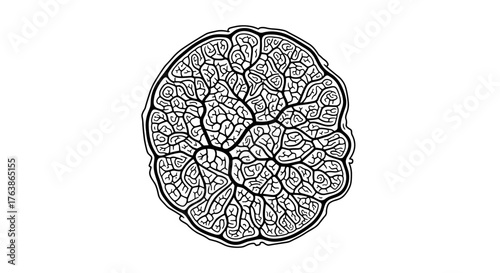 Intricate black and white illustration of a complex organic structure.