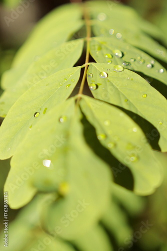 Krople wody na rożlinach w parku kampinoskim
