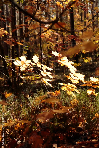 Jesienne światło na liściach dębu