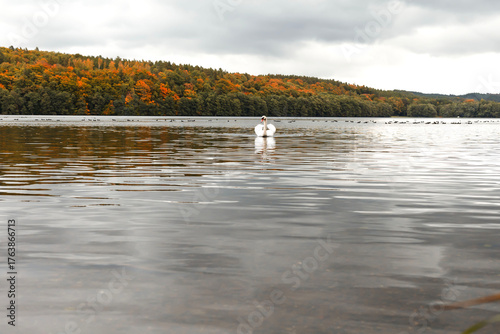 Swan swimming on a calm lake in autumn landscape.Elegant white swan floating on a tranquil lake surrounded by colorful autumn forest under cloudy sky. Peaceful nature scene with reflections on the wat
