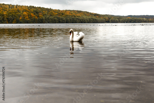 Swan swimming on a calm lake in autumn landscape.Elegant white swan floating on a tranquil lake surrounded by colorful autumn forest under cloudy sky. Peaceful nature scene with reflections on the wat