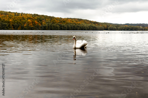 Swan swimming on a calm lake in autumn landscape.Elegant white swan floating on a tranquil lake surrounded by colorful autumn forest under cloudy sky. Peaceful nature scene with reflections on the wat