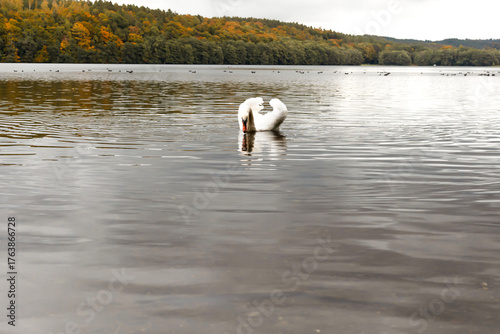 Swan swimming on a calm lake in autumn landscape.Elegant white swan floating on a tranquil lake surrounded by colorful autumn forest under cloudy sky. Peaceful nature scene with reflections on the wat