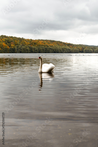 Swan swimming on a calm lake in autumn landscape.Elegant white swan floating on a tranquil lake surrounded by colorful autumn forest under cloudy sky. Peaceful nature scene with reflections on the wat