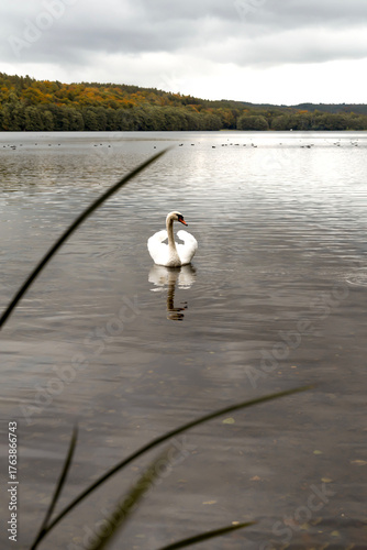 Swan swimming on a calm lake in autumn landscape.Elegant white swan floating on a tranquil lake surrounded by colorful autumn forest under cloudy sky. Peaceful nature scene with reflections on the wat