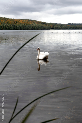 Swan swimming on a calm lake in autumn landscape.Elegant white swan floating on a tranquil lake surrounded by colorful autumn forest under cloudy sky. Peaceful nature scene with reflections on the wat