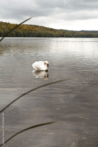 Swan swimming on a calm lake in autumn landscape.Elegant white swan floating on a tranquil lake surrounded by colorful autumn forest under cloudy sky. Peaceful nature scene with reflections on the wat