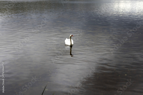 Swan swimming on a calm lake in autumn landscape.Elegant white swan floating on a tranquil lake surrounded by colorful autumn forest under cloudy sky. Peaceful nature scene with reflections on the wat