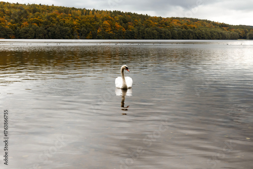 Swan swimming on a calm lake in autumn landscape.Elegant white swan floating on a tranquil lake surrounded by colorful autumn forest under cloudy sky. Peaceful nature scene with reflections on the wat