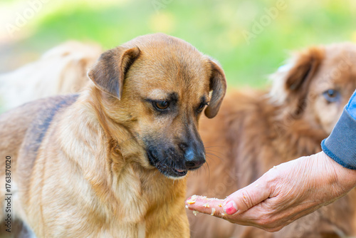 dog takes food from a human hand