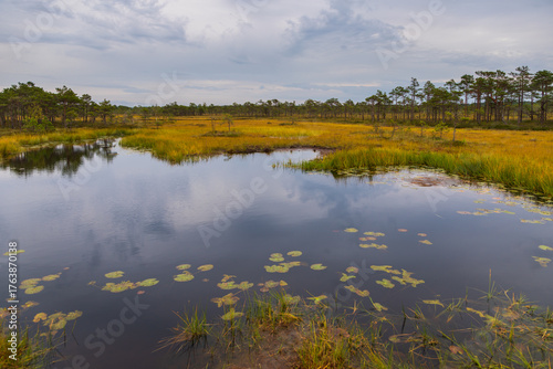 Scenic bog lake in Riisa, Soomaa National Park, Estonia.