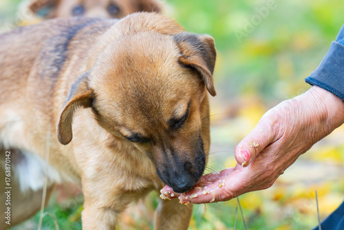 dog takes food from a human hand