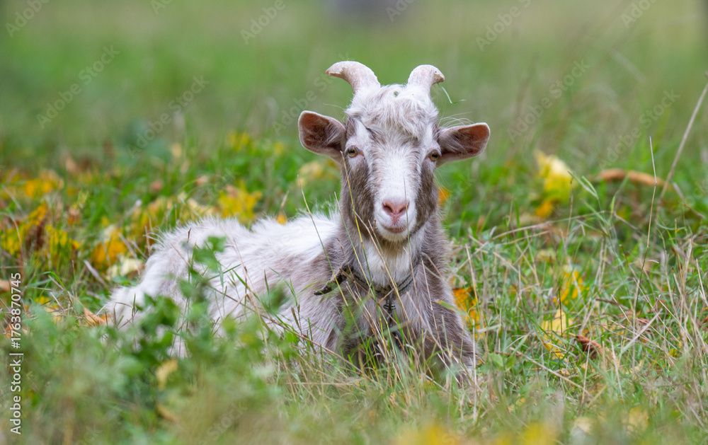 Obraz premium a goat grazing in a meadow