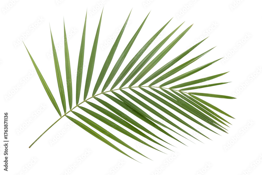Fototapeta premium single palm leaf. Isolated on transparent background, png