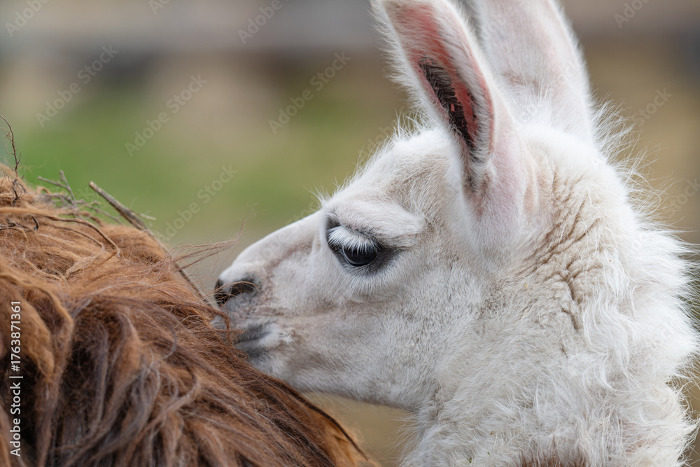 Obraz premium photo of a llama at the zoo
