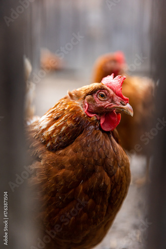A chicken with a red beak and red comb