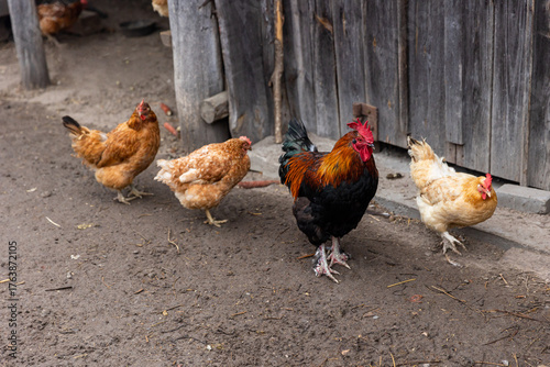 A group of chickens are standing in a field