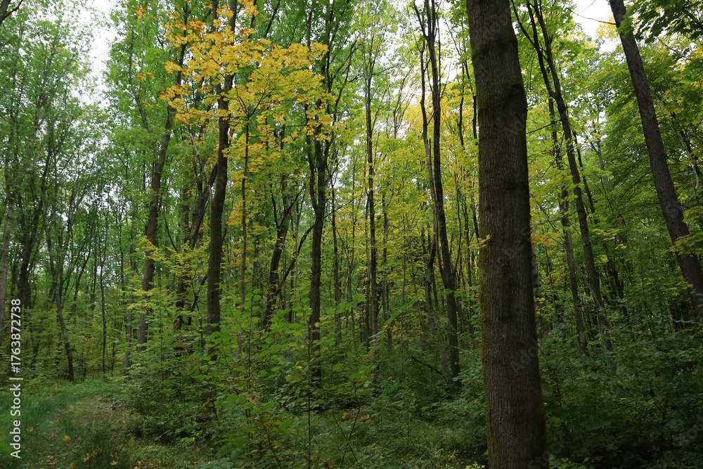 Naklejka premium A dense deciduous forest shows the beginning of autumn with a mix of vibrant green and the first yellowing canopies.