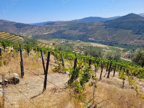 View over the Vineyards in Pinhao, Portugal. 