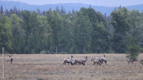 Herd of Elk in the Rut Autumn in Grand Teton National Park Wyoming