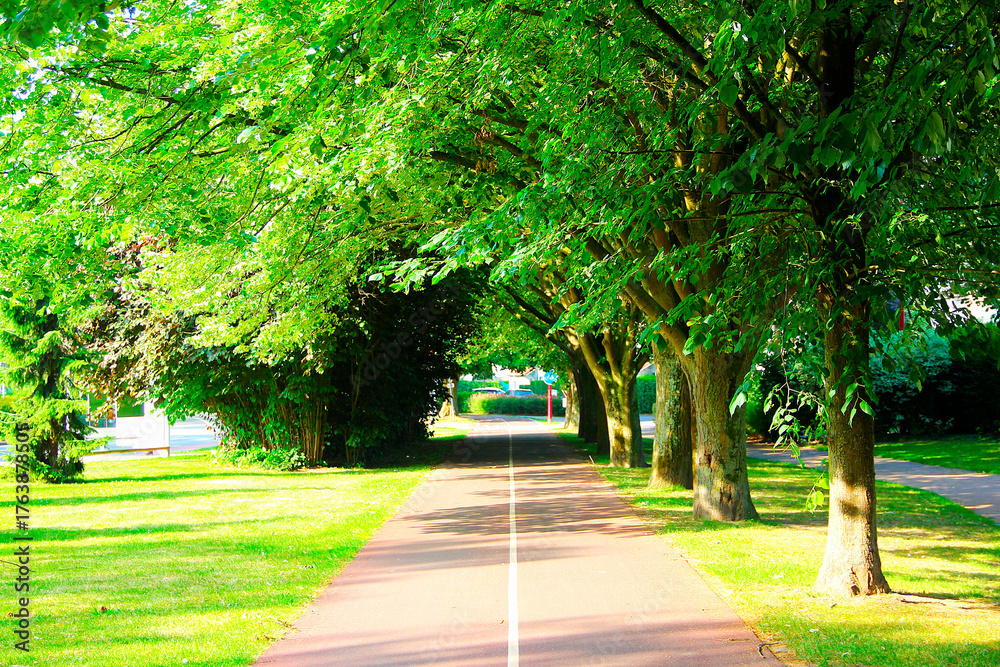 Obraz premium A path in a city autumn park