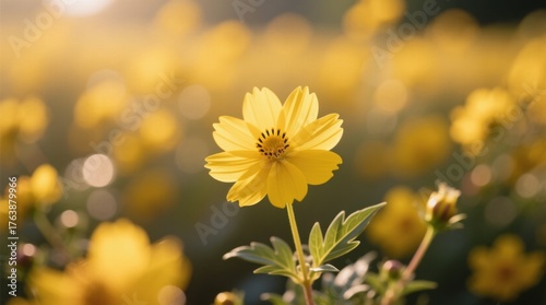  a bright yellow flower in the middle of a field of other yellow flowers, with a blurred background The flower is in full bloom, with its petals radiating outward i