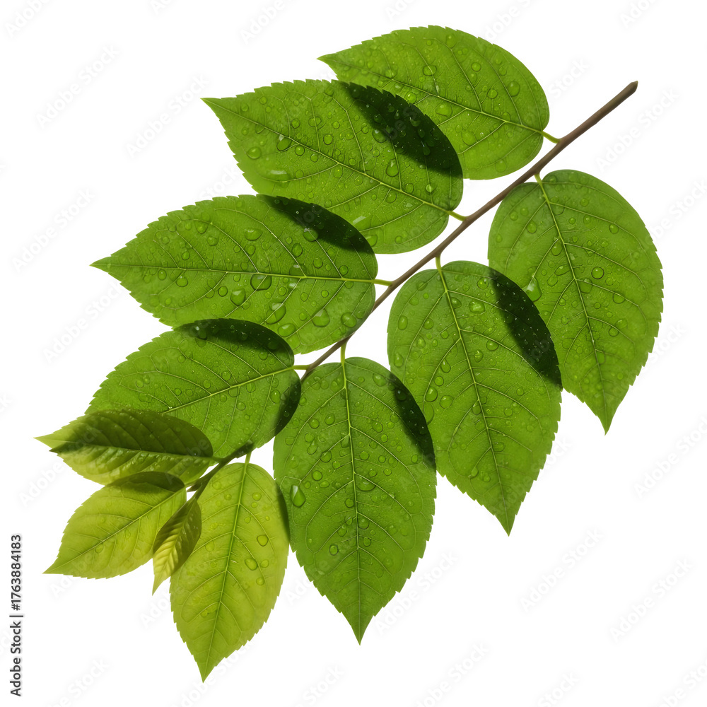 Fototapeta premium Fresh green leaves glistening with water droplets evoke a sense of natural beauty and renewal, ideal for eco-friendly designs