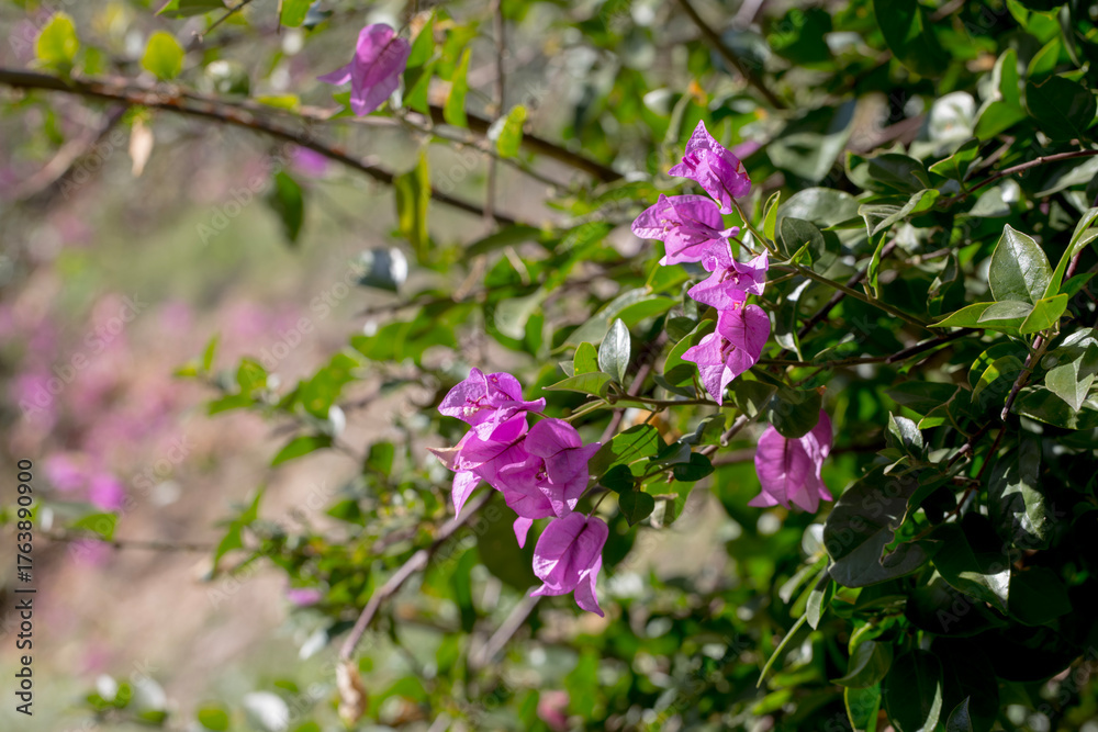 Obraz premium A vibrant cascade of pink Bougainvillea flowers blooming in a sunny garden. A concept of tropical beauty, exotic travel destinations, and the vivid colors of nature.