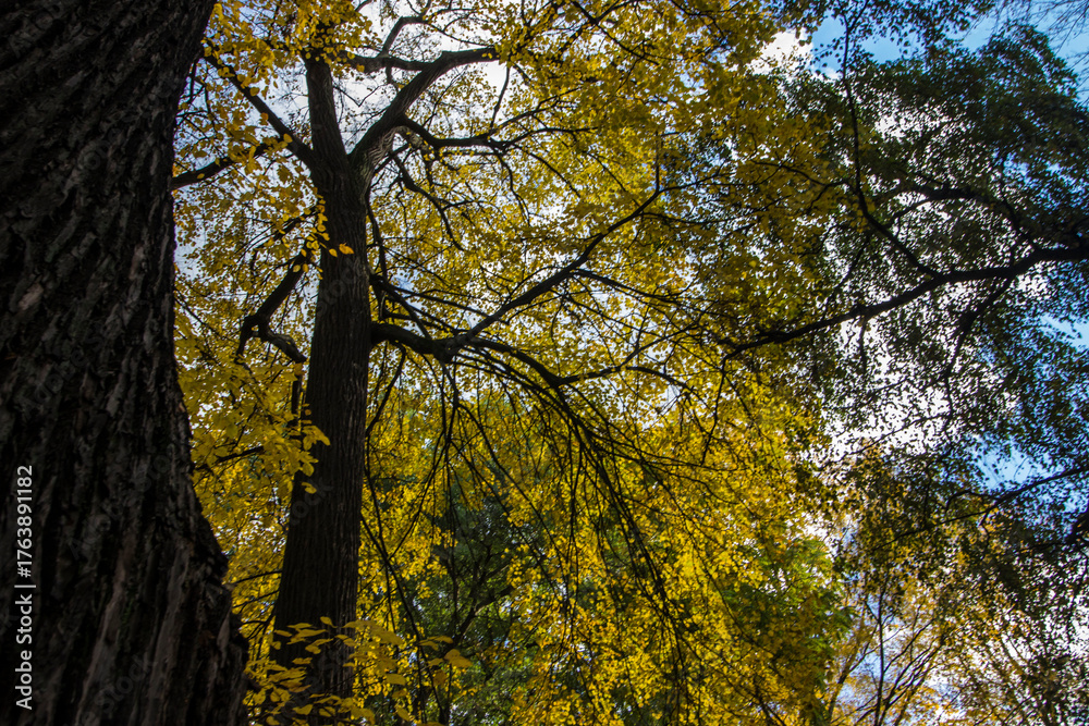 Obraz premium landscape of an autumn park. red and yellow leaves. autumn landscape. autumn nature. early autumn. space for text and free space. screensaver