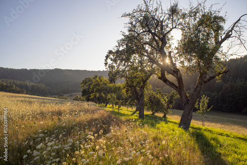 Fototapeta Naklejka Na Ścianę i Meble -  Wild meadow with sunset and herbs in high grass and apple trees