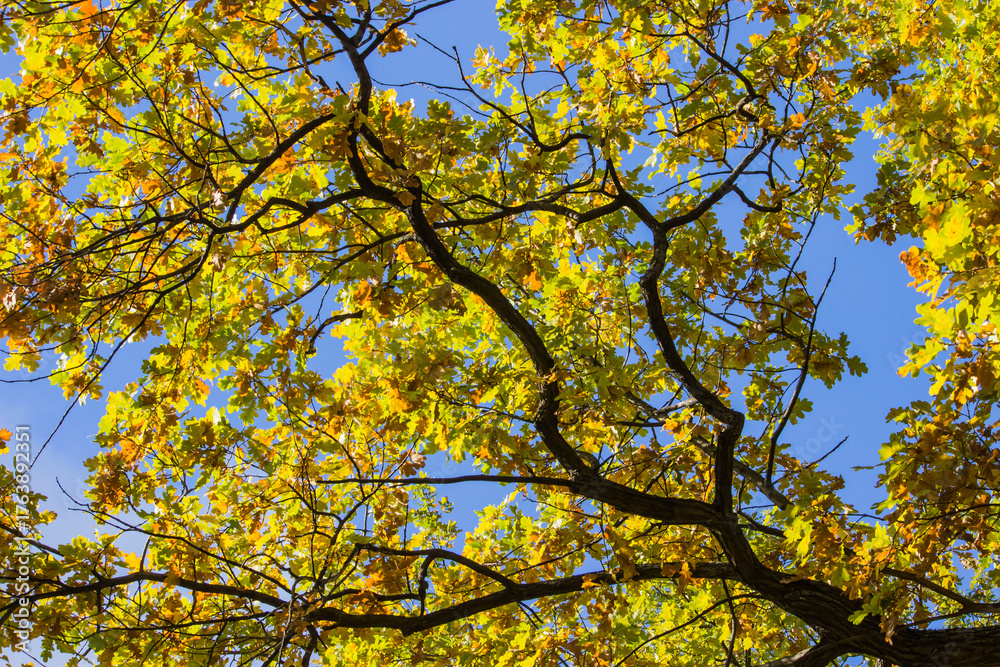 Fototapeta premium branches of trees with yellow and red leaves against a blue sky. autumn trees. colorful autumn screensaver. autumn landscape