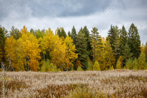 Autumn forest with vibrant yellow birch and green pine trees under a moody cloudy sky, bordering a dry grass meadow — serene, seasonal, and atmospheric nature scene.